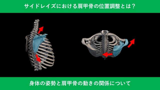 サイドレイズにおける肩甲骨の位置調整とは？身体の姿勢と肩甲骨の動きの関係について｜サイドレイズの案内所